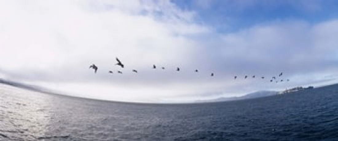 Pelicans flying over the sea Alcatraz San Francisco California USA Canvas Art - Panoramic Images (15 x 6)