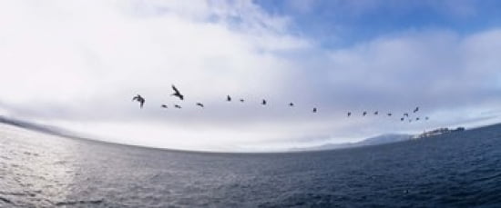 Pelicans flying over the sea Alcatraz San Francisco California USA Canvas Art - Panoramic Images (30 x 13)