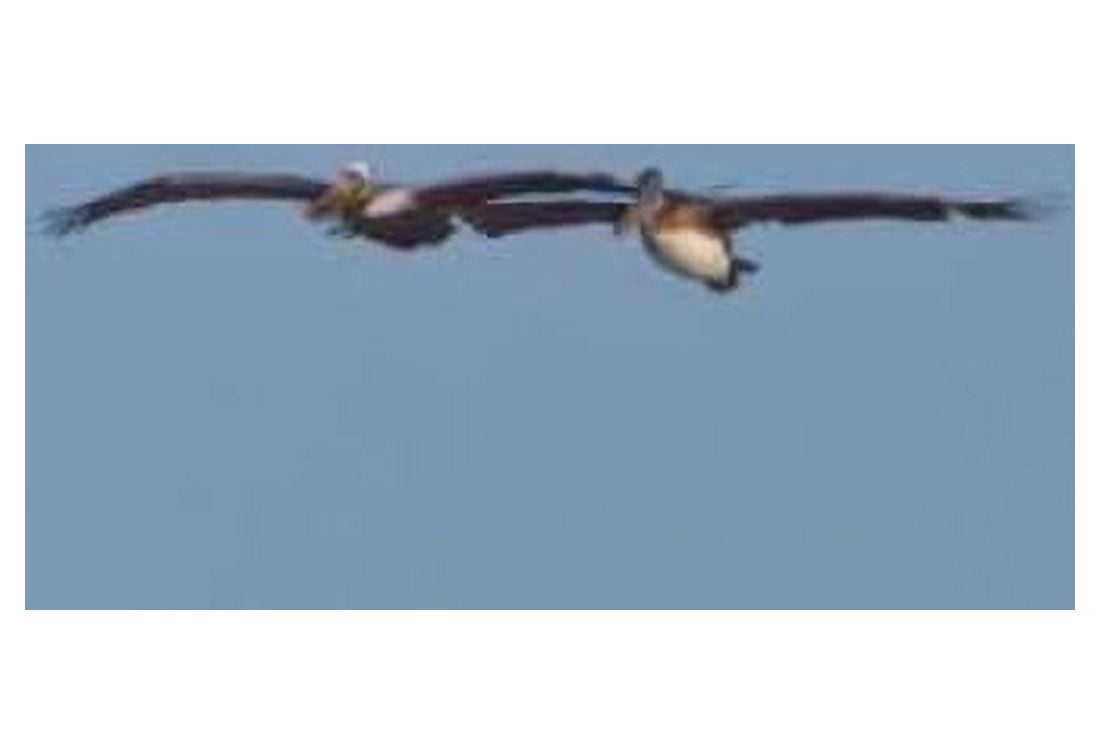 Pelicans in Flight I Canvas Art - Lee Peterson (12 x 18)