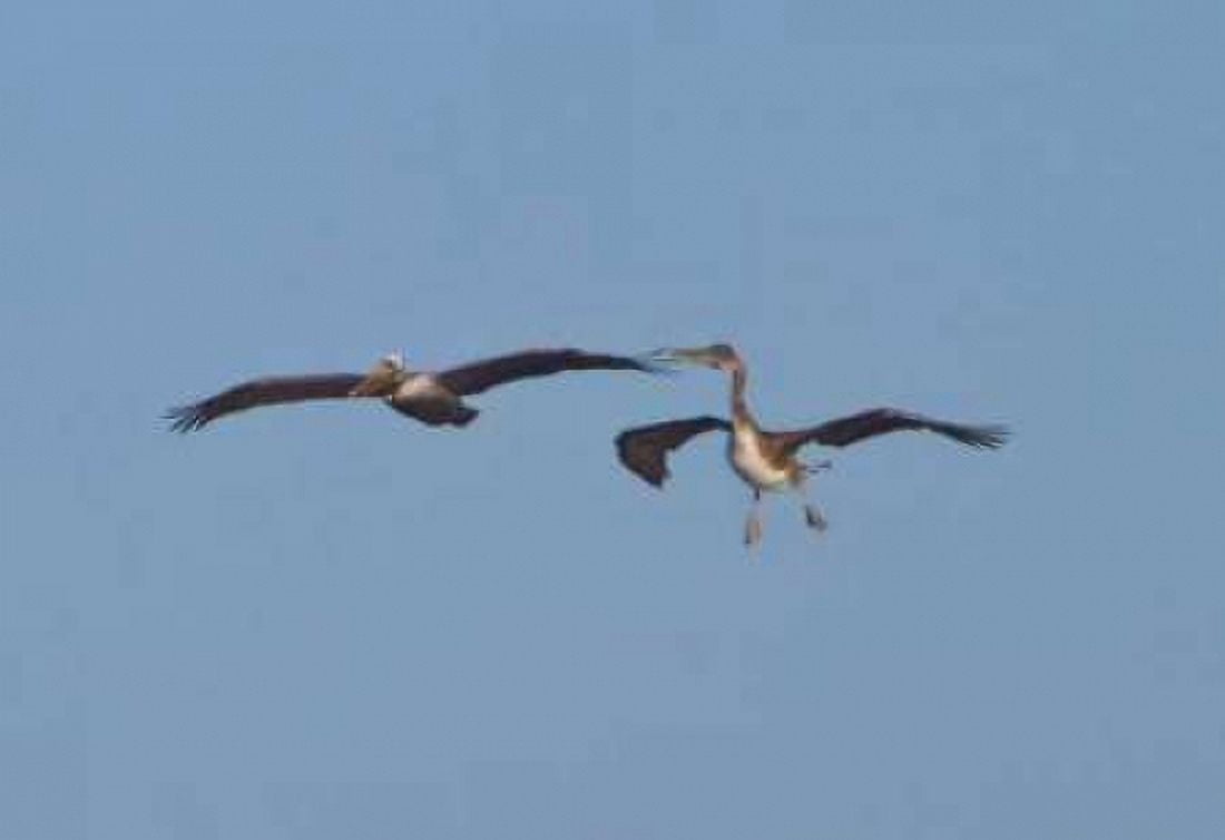 Pelicans in Flight II Canvas Art - Lee Peterson (12 x 18)
