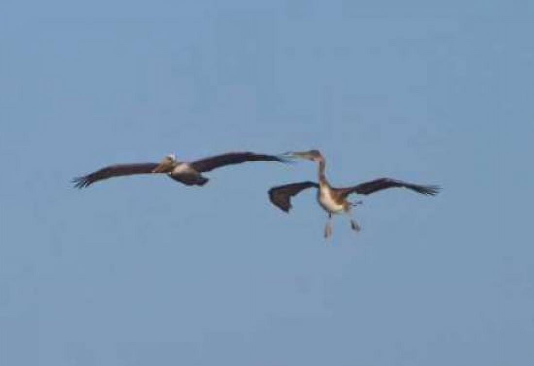 Pelicans in Flight II Canvas Art - Lee Peterson (24 x 36)