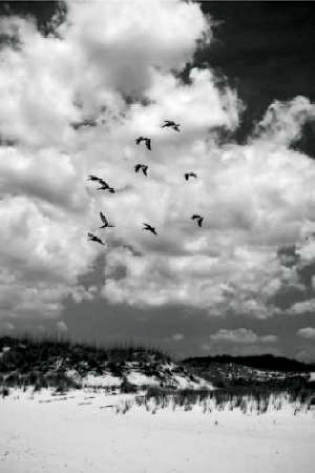 Pelicans over Dunes V Canvas Art - Alan Hausenflock (20 x 28)