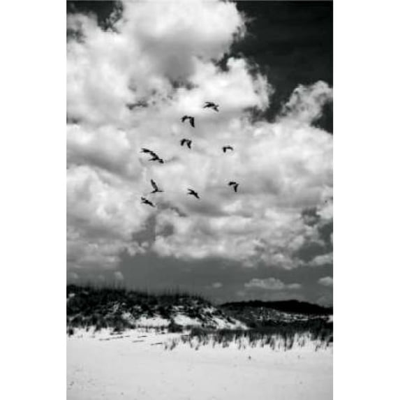 Pelicans over Dunes V Poster Print by Alan Hausenflock (20 x 28)