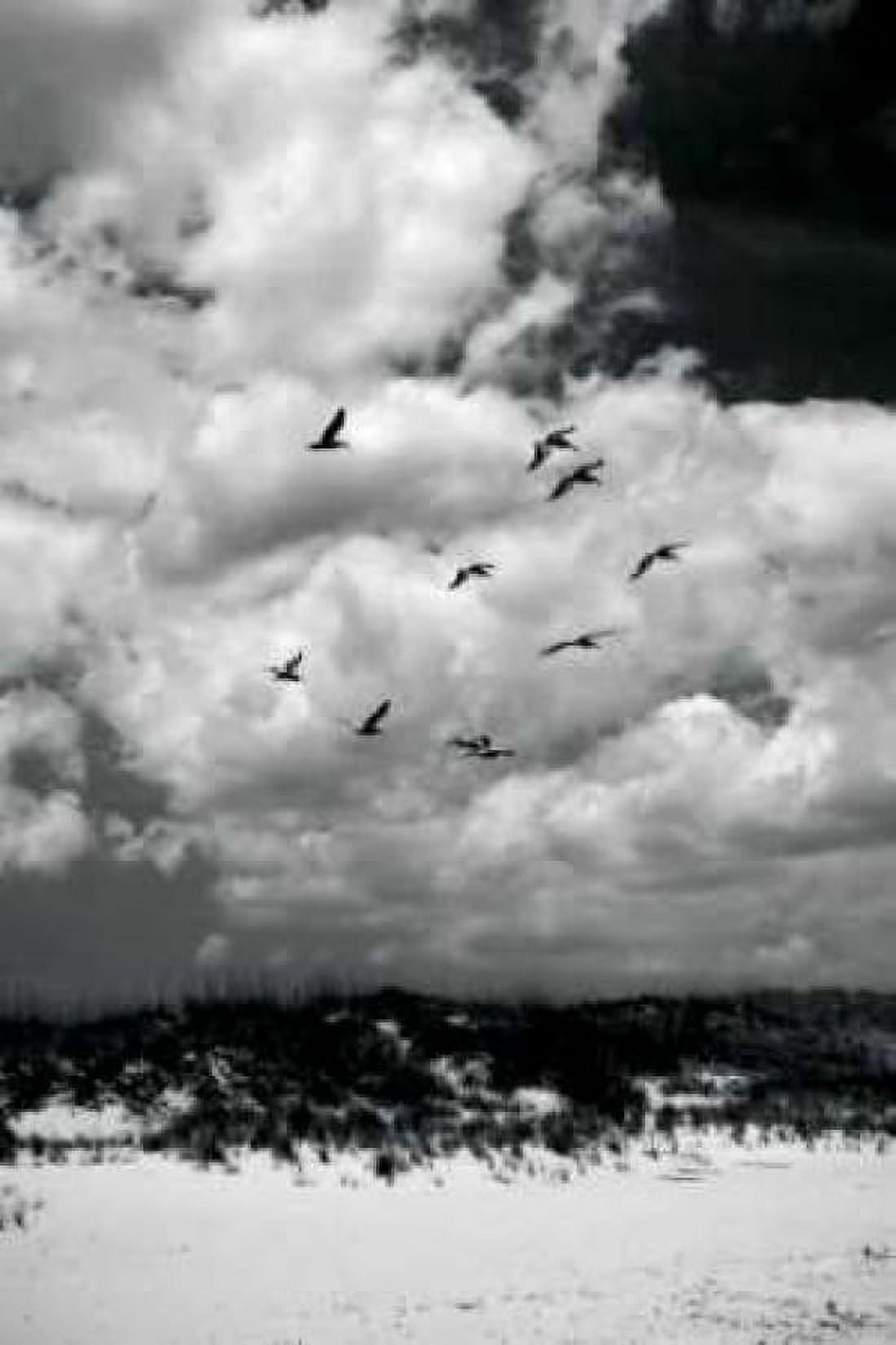 Pelicans over Dunes VI Canvas Art - Alan Hausenflock (20 x 28)