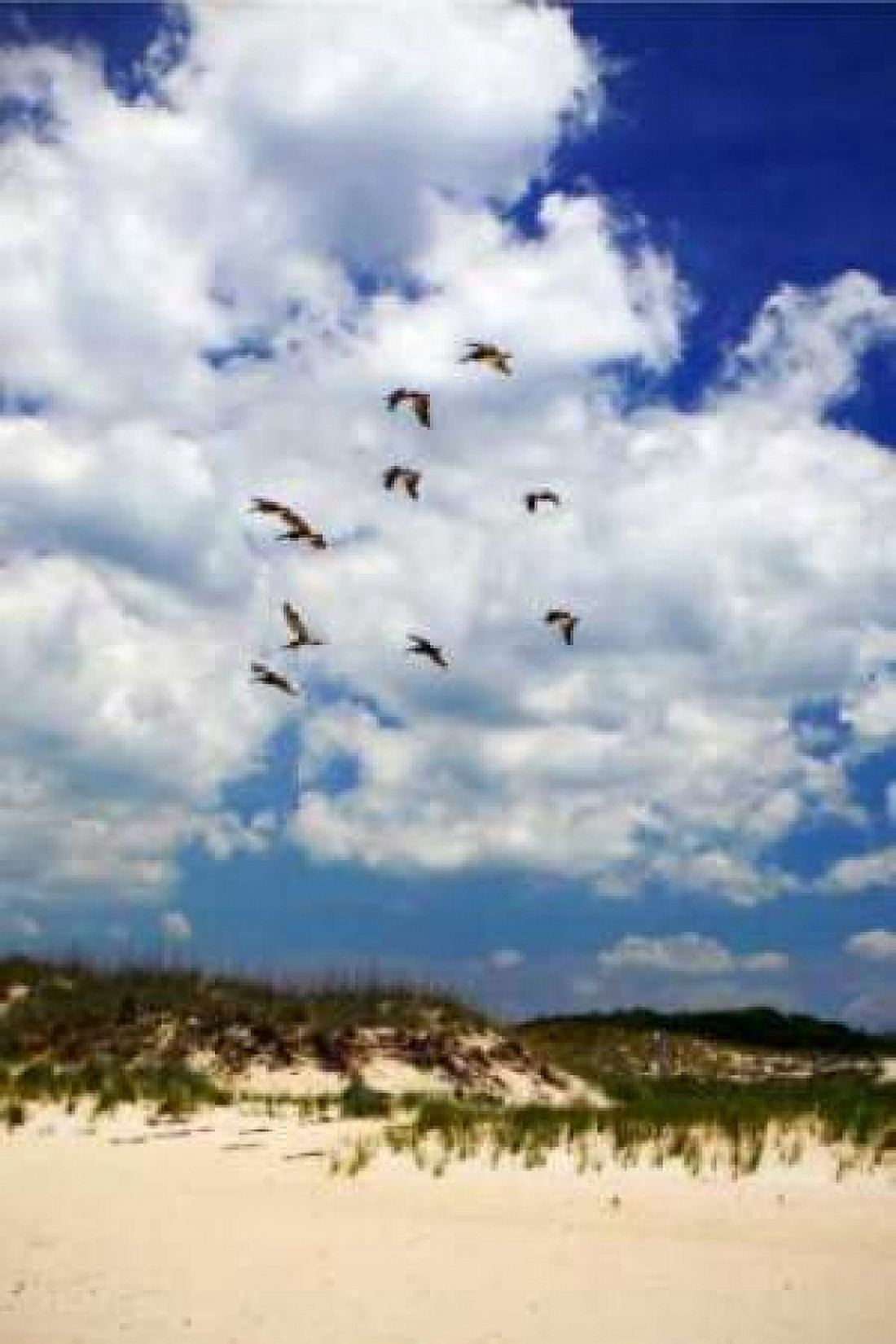 Pelicans over the Dunes V Canvas Art - Alan Hausenflock (20 x 28)