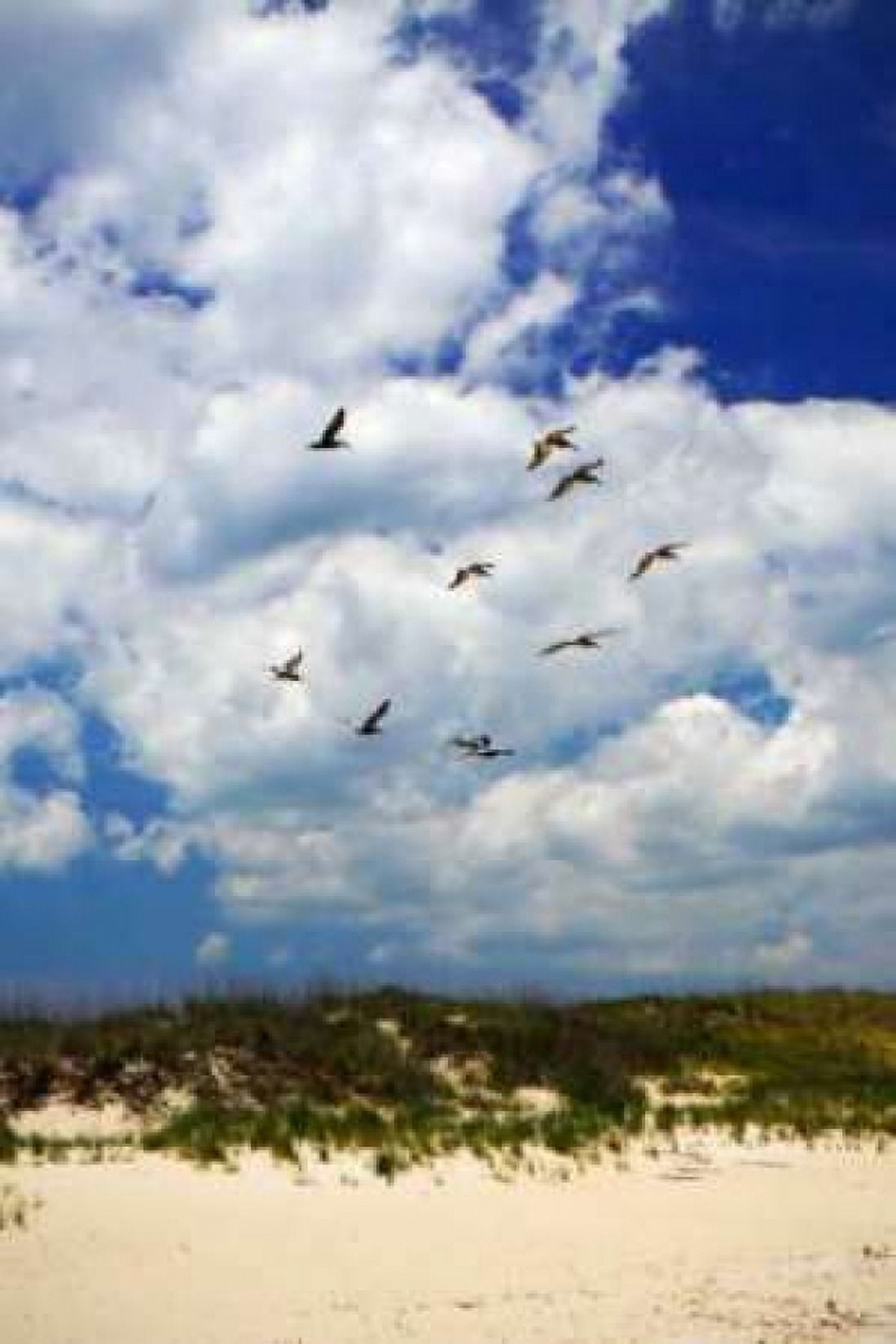 Pelicans over the Dunes VI Canvas Art - Alan Hausenflock (20 x 28)