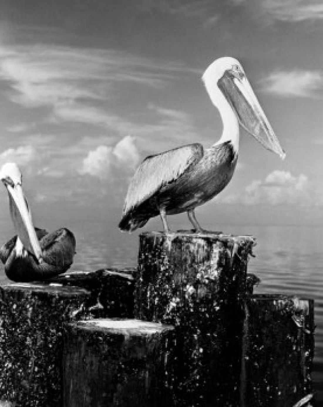 Pelicans perching on wooden breakwater Canvas Art - (24 x 36)