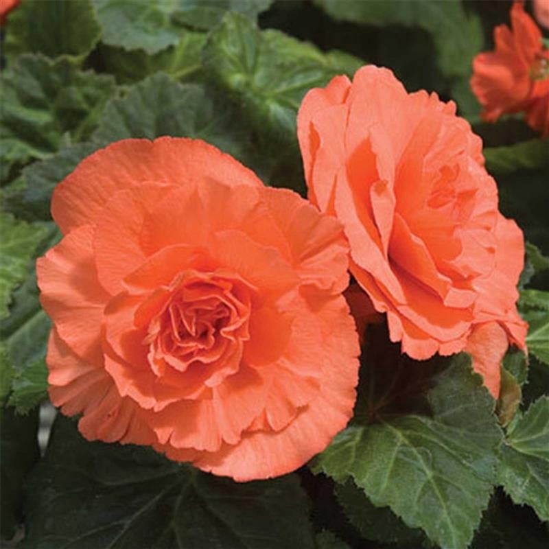 Pelleted Begonia Nonstop Series Deep Salmon Seed ~500 Seeds | Double Blooms in Shade | Tuberous Annual for Hanging Baskets, Pots & Borders | 119-133 Days | Compact 8-10” Plants | Non-GMO