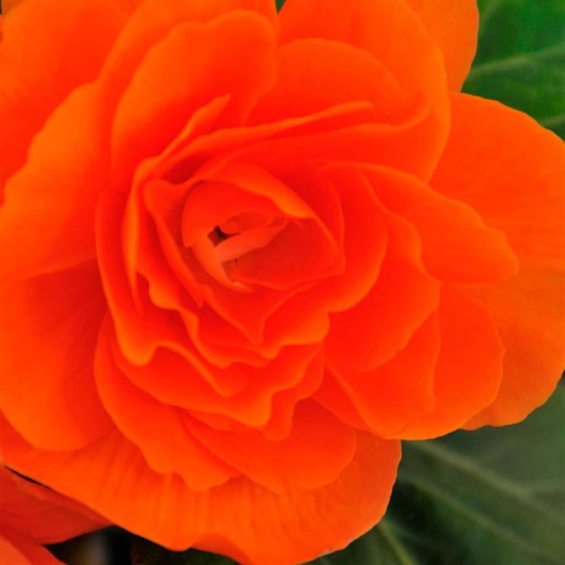 Pelleted Begonia Nonstop Series Mocha Deep Orange Seed ~500 Seeds | Double Blooms in Shade | Tuberous Annual for Hanging Baskets, Pots & Borders | 119-133 Days | Compact 8-10” Plants | Non-GMO