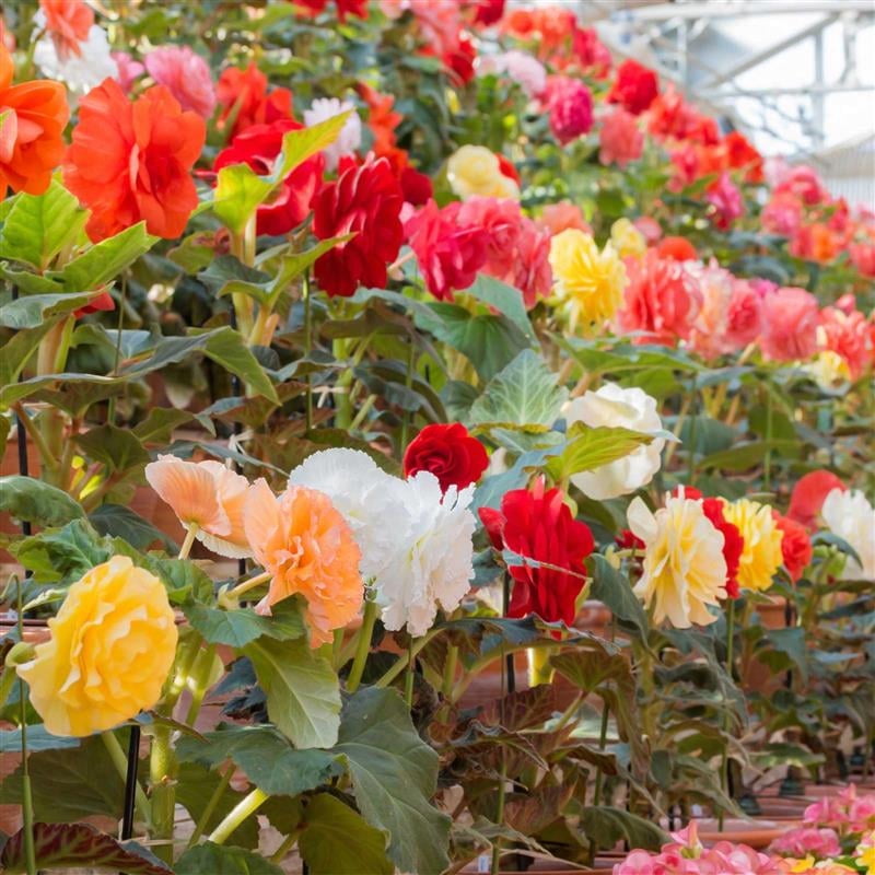 Pelleted Begonia Nonstop Series Mocha Mix Seed ~500 Seeds | Double Blooms in Shade | Tuberous Annual for Hanging Baskets, Pots & Borders | 119-133 Days | Compact 8-10” Plants | Non-GMO