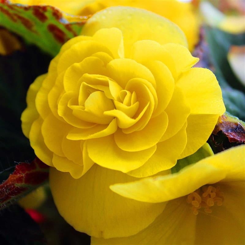 Pelleted Begonia Nonstop Series Mocha Yellow Seed ~500 Seeds | Double Blooms in Shade | Tuberous Annual for Hanging Baskets, Pots & Borders | 119-133 Days | Compact 8-10” Plants | Non-GMO