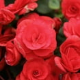 thumbnail image 1 of Pelleted Begonia Nonstop Series Red Seed ~25 Seeds | Double Blooms in Shade | Tuberous Annual for Hanging Baskets, Pots & Borders | 119-133 Days | Compact 8-10” Plants | Non-GMO, 1 of 5