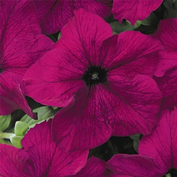 Pelleted Petunia Dreams Series Burgundy Seed ~25 Seeds – Petunia x hybrida – 10–15" Mounding Annual – Full Sun – Grandiflora Blooms – Hanging Basket & Planter Favorite – Non-GMO