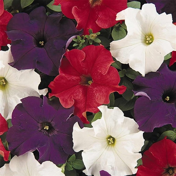 Pelleted Petunia Dreams Series Patriot Mix Seed ~100 Seeds – Petunia x hybrida – 10–15" Mounding Annual – Full Sun – Grandiflora Blooms – Hanging Basket & Planter Favorite – Non-GMO
