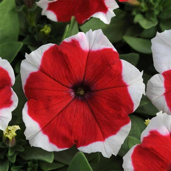 Pelleted Petunia Dreams Series Red Picotee Seed ~25 Seeds – Petunia x hybrida – 10–15" Mounding Annual – Full Sun – Grandiflora Blooms – Hanging Basket & Planter Favorite – Non-GMO