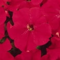 thumbnail image 1 of Pelleted Petunia Dreams Series Red Seed ~100 Seeds – Petunia x hybrida – 10–15" Mounding Annual – Full Sun – Grandiflora Blooms – Hanging Basket & Planter Favorite – Non-GMO, 1 of 5