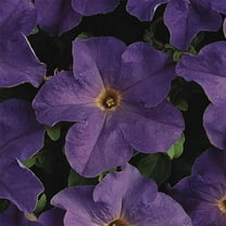 Pelleted Petunia Dreams Series Sky Blue Seed ~25 Seeds – Petunia x hybrida – 10–15" Mounding Annual – Full Sun – Grandiflora Blooms – Hanging Basket & Planter Favorite – Non-GMO