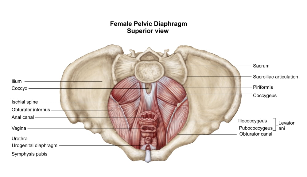 Pelvic diaphram of human female superior view Canvas Art - Stocktrek Images (19 x 11)