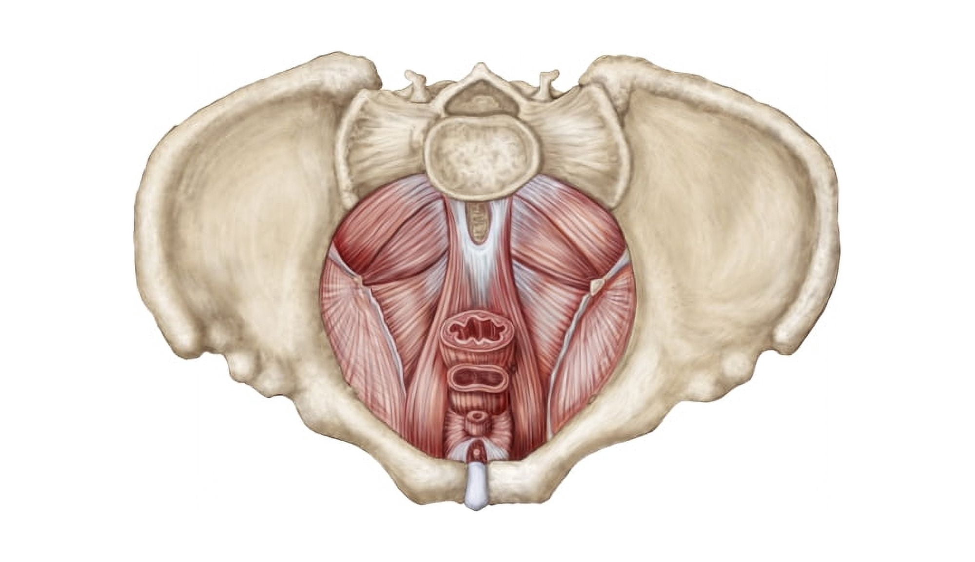 Pelvic diaphram of human female superior view Canvas Art - Stocktrek Images (19 x 11)
