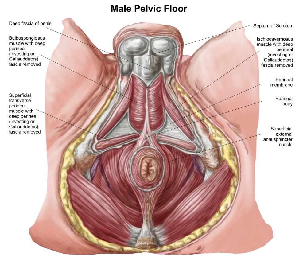Pelvic floor of human male Canvas Art - Stocktrek Images (16 x 13)