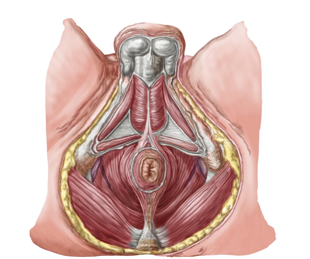 Pelvic floor of human male Canvas Art - Stocktrek Images (16 x 13)