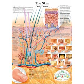 Pelvis and Hip Anatomy and Pathology Wall Art Posters Canvas Print Artwork Wall Chart Human Anatomy Wall Painting Office Hospital Room Home Decoration (without Framed),Multicolor