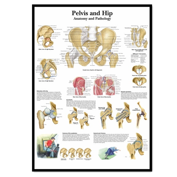 Pelvis and Hip Medical Poster Wall Art - Human Anatomy Picture Chart Body Structure Decor, Unframed Gallery Canvas Print Painting Home Decor for Office Home Living Room Classroom,White,11.8X16.5 inch