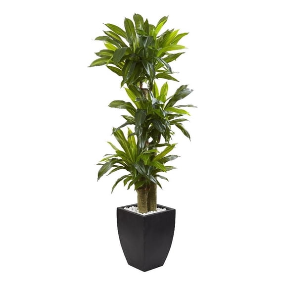 Pemberly Row 66" Corn Stalk Dracaena with Black Wash Planter in Green/Black