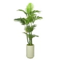 thumbnail image 1 of Pemberly Row Contemporary Green Trunk Areca Palm in Rainey Vase, 1 of 2