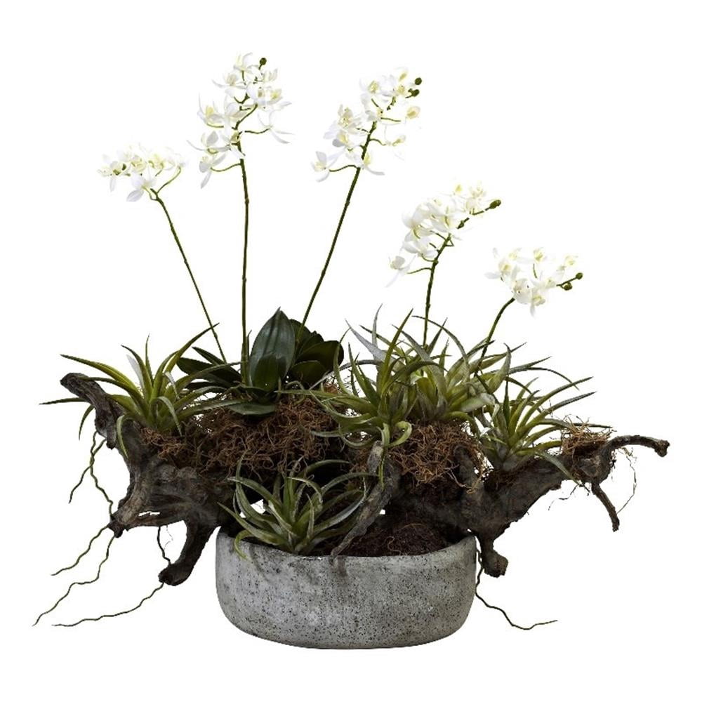 Pemberly Row Orchid & Succulent Garden with Driftwood & Decorative Vase