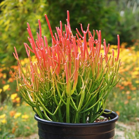 RedCrocus Pencil Cactus Euphorbia tirucalli Drought-Tolerant Succulent Indoor & Outdoor Plant, Perfect for Xeriscape & Container Gardening 10" Pot
