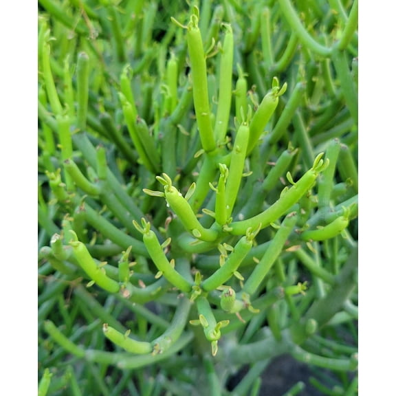 Pencil Cactus-Fire Sticks-Unique succulent plant  14" Pot