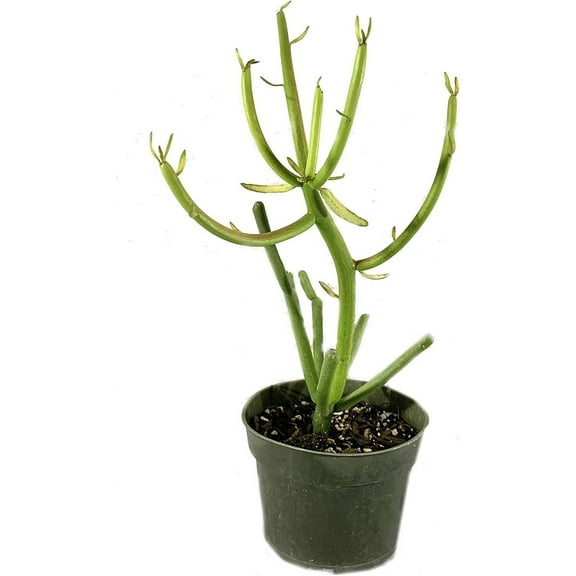 Pencil Cactus - Live Plant in a 4 Inch Pot - Euphorbia Tirucalli - Beautiful Indoor Succulent Houseplant