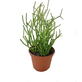 Pencil Cactus - Live Plant in an 8 Inch Pot - Euphorbia Tirucalli - Beautiful Indoor Succulent Houseplant