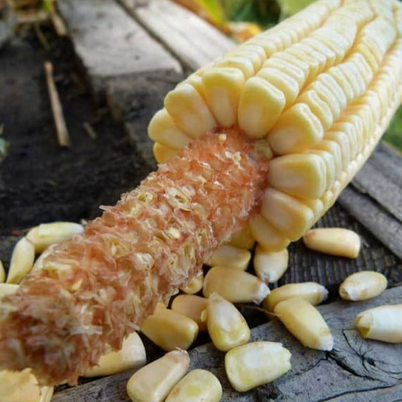 Pencil Cob Corn - 25 LB Bulk ~57,000 Seeds - Non-GMO, Open Pollinated, Heirloom, Vegetable Gardening Seeds