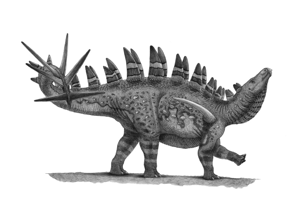 Pencil drawing of Chungkingosaurus jiangbeiensis Canvas Art - Vladimir NikolovStocktrek Images (17 x 12)
