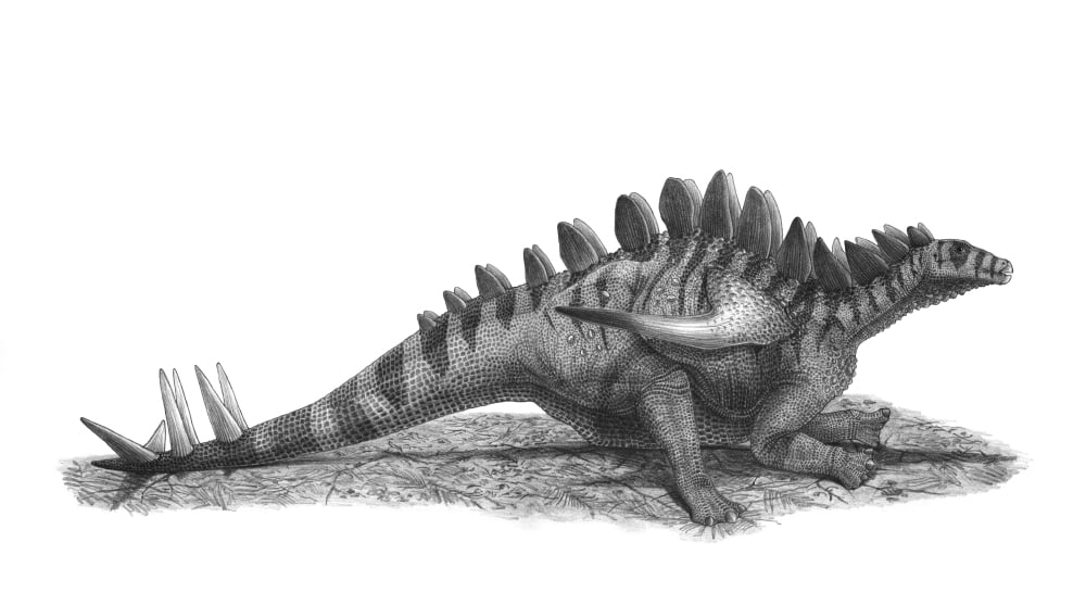 Pencil drawing of Gigantspinosaurus sichuanensis Canvas Art - Vladimir NikolovStocktrek Images (19 x 11)