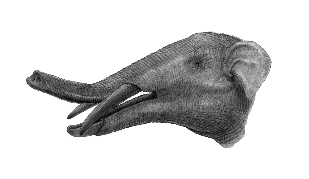 Pencil drawing of Gomphotherium Canvas Art - Vladimir NikolovStocktrek Images (19 x 11)