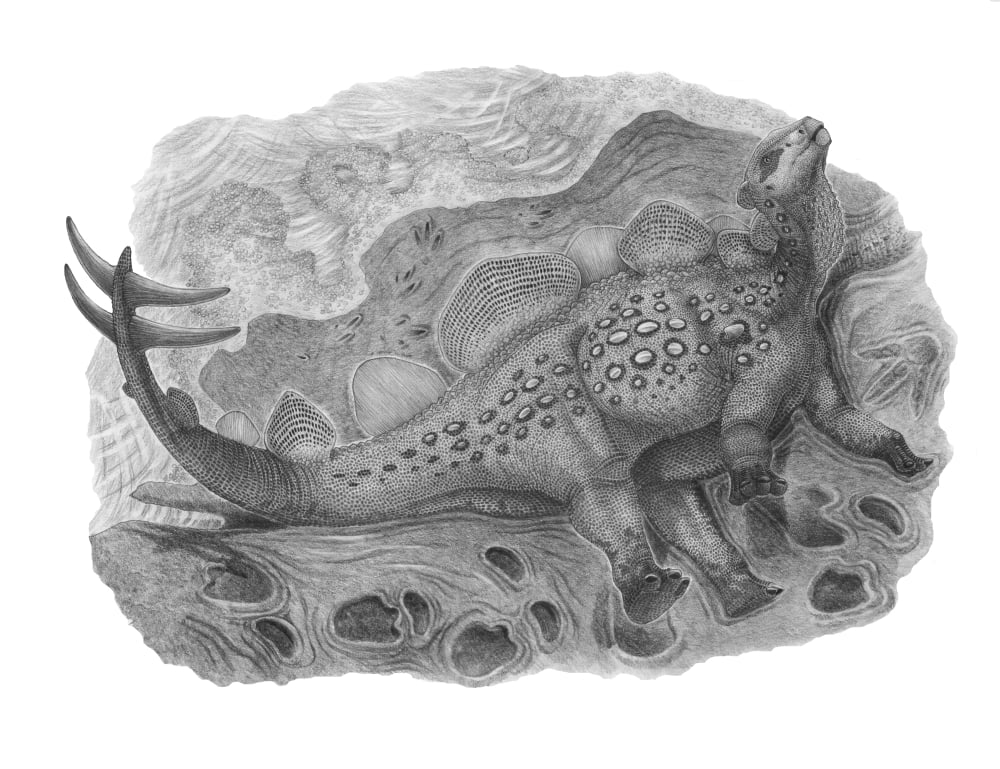 Pencil drawing of Hesperosaurus mjosi Canvas Art - Vladimir NikolovStocktrek Images (16 x 13)