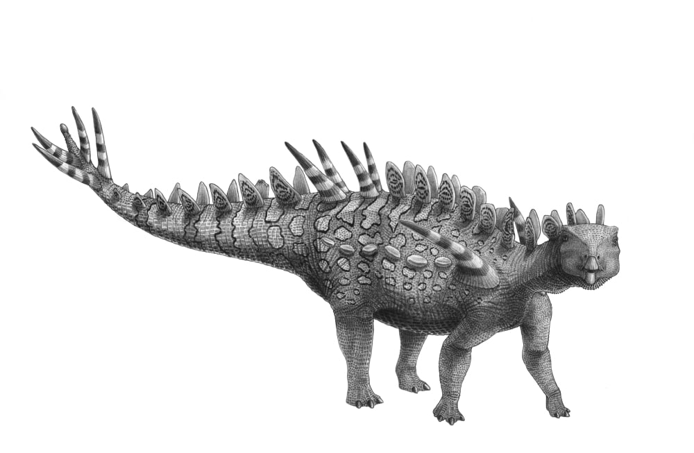 Pencil drawing of Huayangosaurus taibaii Canvas Art - Vladimir NikolovStocktrek Images (18 x 12)