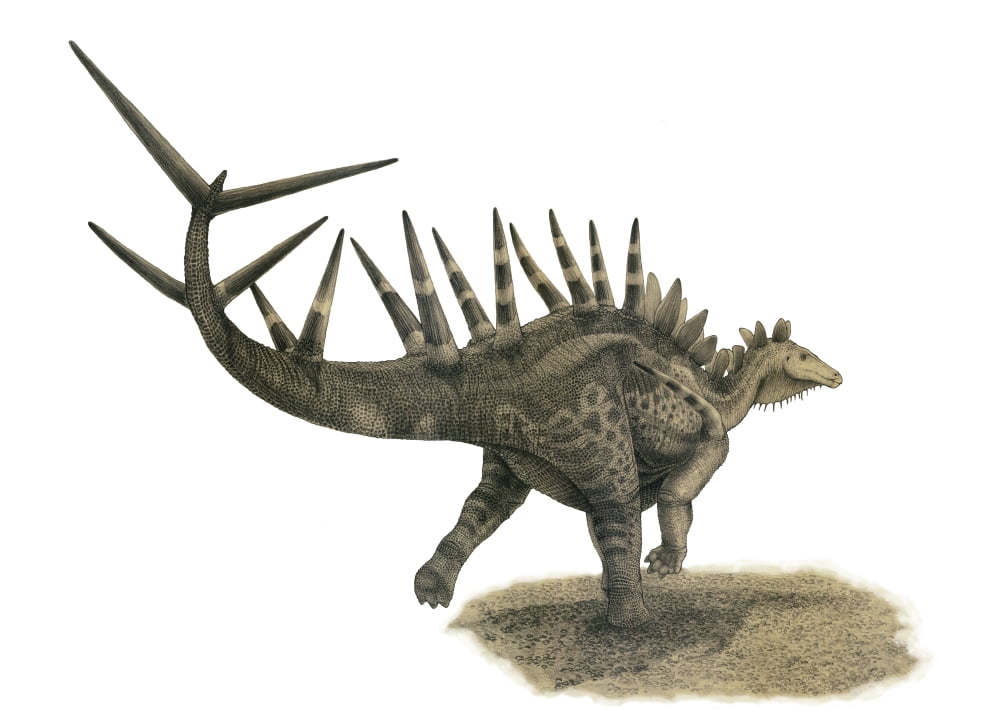 Pencil drawing of Kentrosaurus aethiopicus on yellow paper Canvas Art - Vladimir NikolovStocktrek Images (17 x 12)