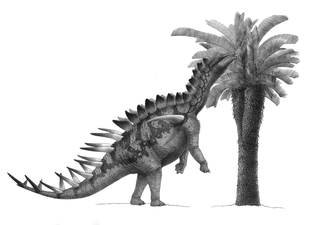 Pencil drawing of Miragaia longicollum feeding on a cycad tree Canvas Art - Vladimir NikolovStocktrek Images (17 x 13)