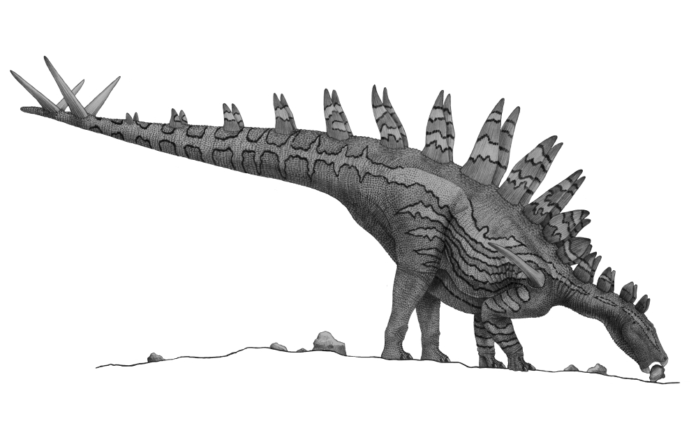 Pencil drawing of Tuojiangosaurus trying to ingest small rocks Canvas Art - Vladimir NikolovStocktrek Images (19 x 11)