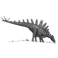 thumbnail image 1 of Pencil drawing of Tuojiangosaurus trying to ingest small rocks Poster Print, 1 of 2