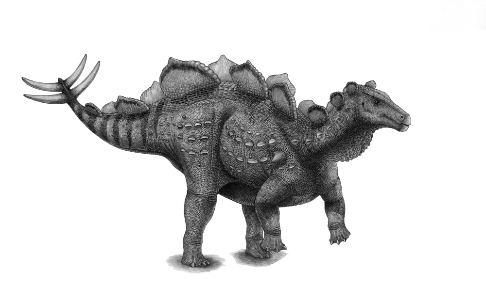 Pencil drawing of Wuerhosaurus homheni standing on its hind legs Canvas Art - Vladimir NikolovStocktrek Images (37 x 22)