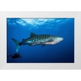 thumbnail image 1 of Peneau, Cedric 24x17 White Modern Wood Framed Museum Art Print Titled - Whale Shark And DIVer, 1 of 4