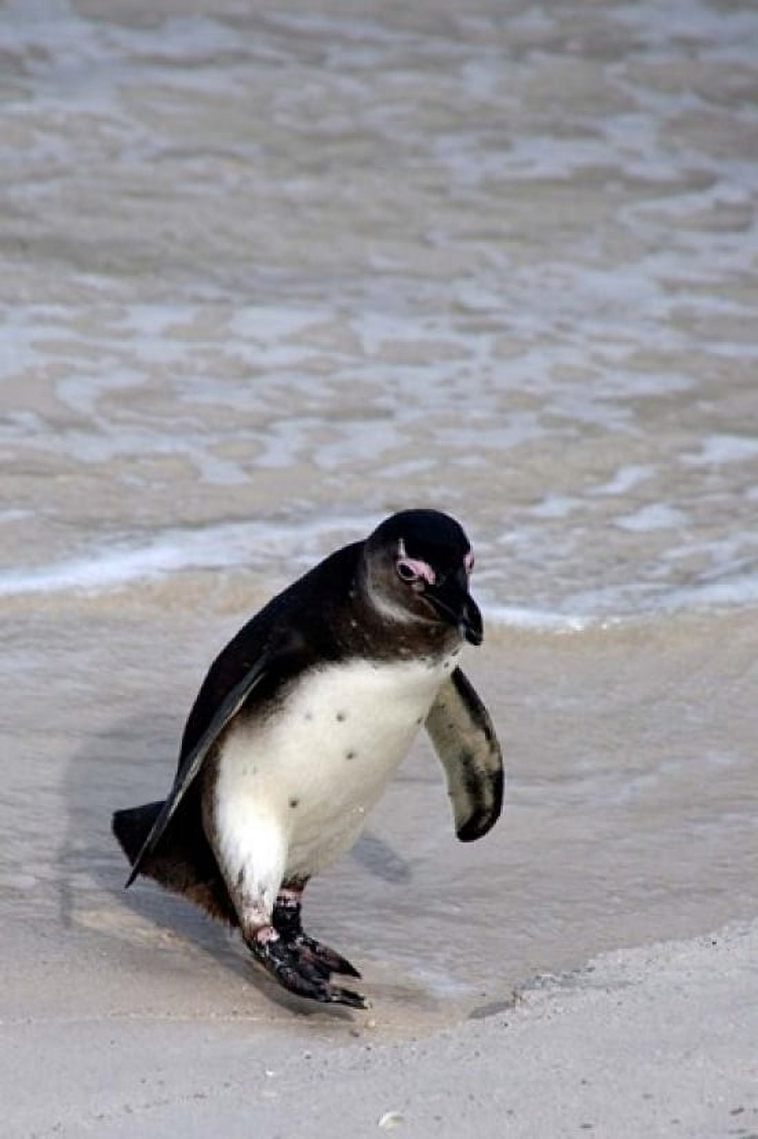 Penguin South Africa Canvas Art - Kymri Wilt DanitaDelimont (11 x 17)