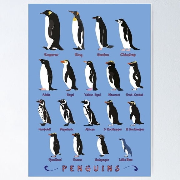 Penguin Species Identification Poster, Poster Home Decor , Poster Print Only