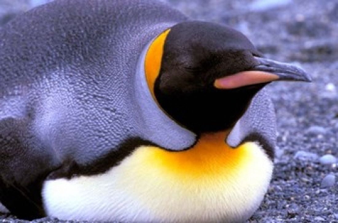 Penguin Sub-Antarctic South Georgia Island Canvas Art - Gavriel Jecan DanitaDelimont (24 x 15)
