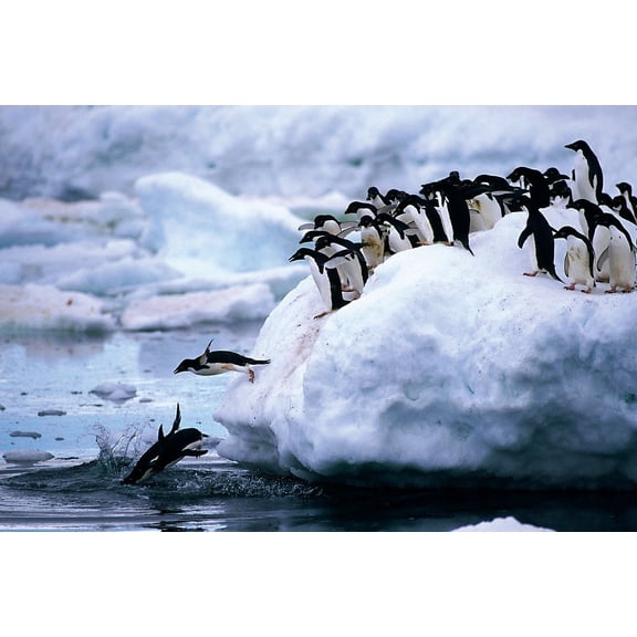 Penguins 1,000 Piece Puzzle